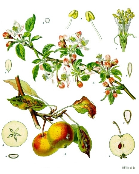 von Franz Eugen Köhler, Köhler's Medizinal-Pflanzen (List of Koehler Images) [Public domain], via Wikimedia Commons